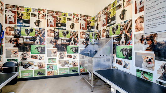 Dog Amenity